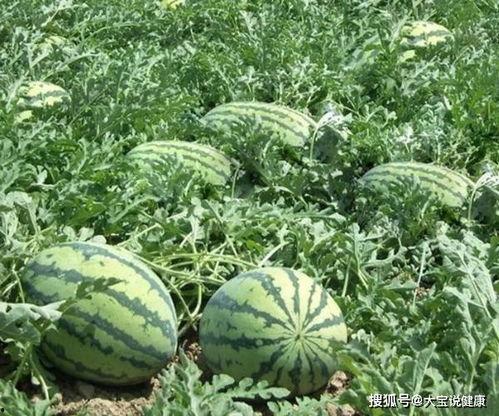 康县网红怎么吃瓜,康县网红教你如何品尝地道瓜果美味  第2张